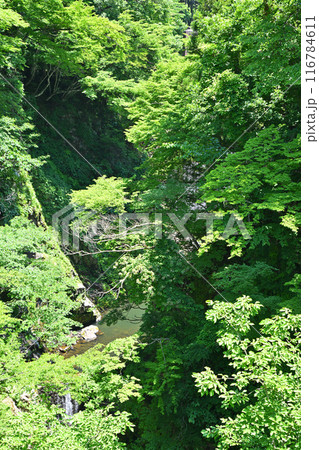 展望台からの眺め 大源太キャニオン 砂防堰堤直下の風景 新潟県湯沢町 展望台からの眺め 大源太キャニオン 砂防堰堤直下の風景 新潟県湯沢町 116784611