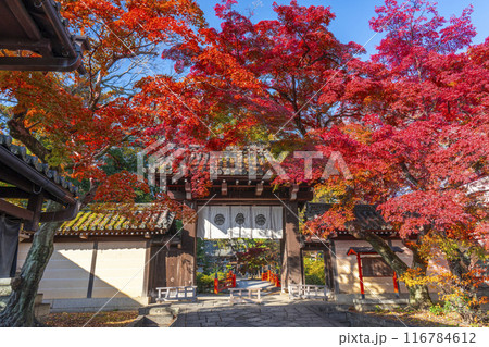 秋の京都　紅葉に包まれた今宮神社の東門 116784612