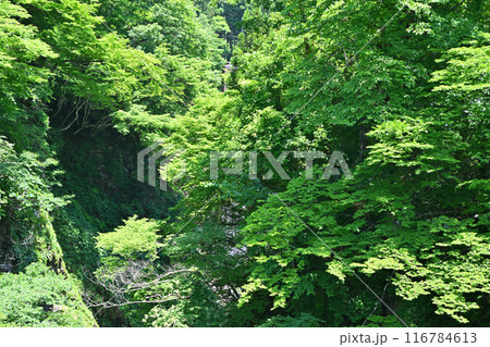 展望台からの眺め　大源太キャニオン　砂防堰堤直下の風景　新潟県湯沢町　 116784613