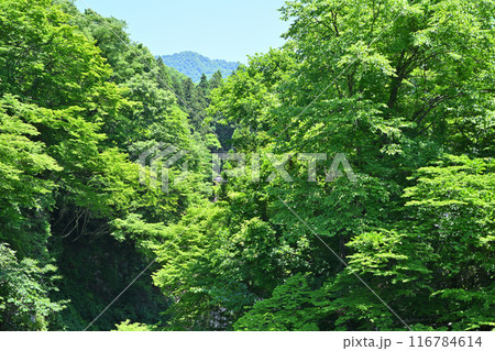 展望台からの眺め 大源太キャニオン 砂防堰堤直下の風景 新潟県湯沢町 展望台からの眺め 大源太キャニオン 砂防堰堤直下の風景 新潟県湯沢町 116784614