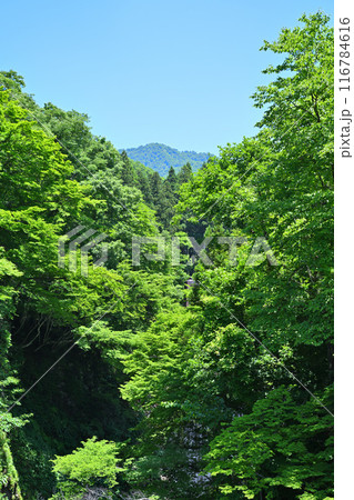 展望台からの眺め　大源太キャニオン　砂防堰堤直下の風景　新潟県湯沢町　 116784616