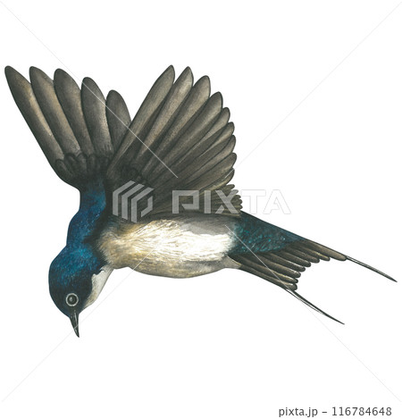 Watercolor illustration of a flying swallow.Hand drawn, isolated on a white background Watercolor illustration of a flying swallow.Hand drawn, isolated on a white background 116784648