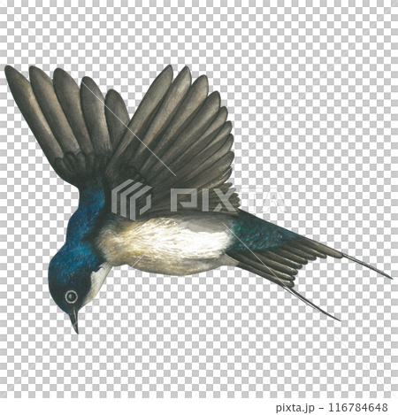 Watercolor illustration of a flying swallow.Hand drawn, isolated on a white background Watercolor illustration of a flying swallow.Hand drawn, isolated on a white background 116784648