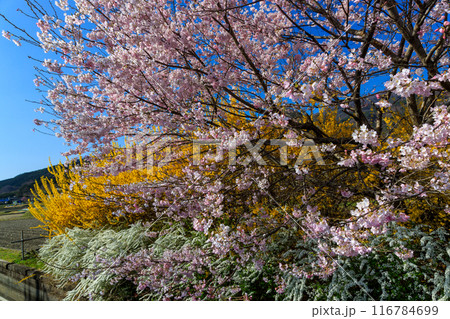 青空に映える満開の桜 青空に映える満開の桜 116784699