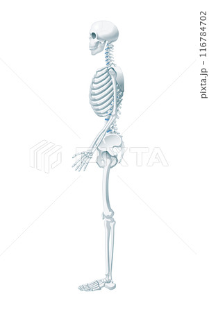 全身骨格 116784702