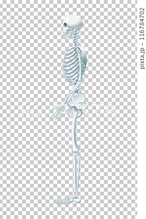 全身骨格 116784702