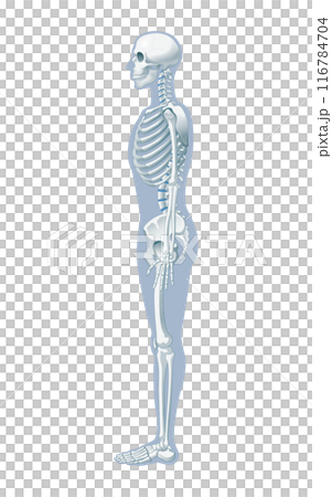 全身骨格 116784704
