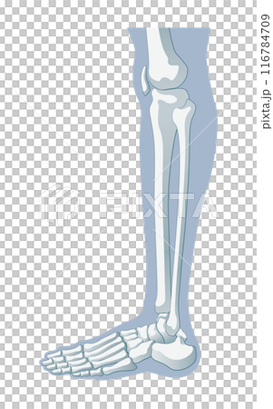 腿骨 腿骨 116784709