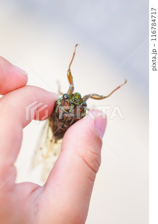 ツクツクボウシを掴む 116784717