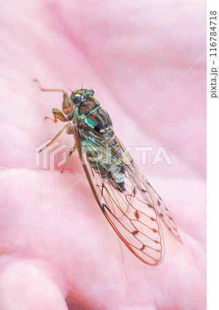 手の平にツクツクボウシ（縦） 116784718