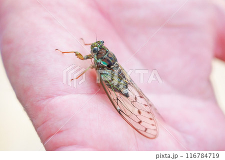 手の平にツクツクボウシ 手の平にツクツクボウシ 116784719