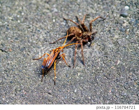 クモバチ科オオモンクロベッコウの狩り 116784721