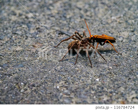 クモバチ科オオモンクロベッコウの狩り クモバチ科オオモンクロベッコウの狩り 116784724