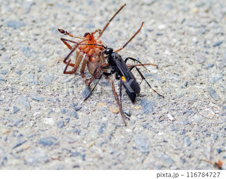 クモバチ科オオモンクロベッコウの狩り クモバチ科オオモンクロベッコウの狩り 116784727