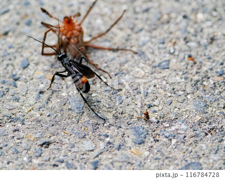 クモバチ科オオモンクロベッコウの狩り 116784728