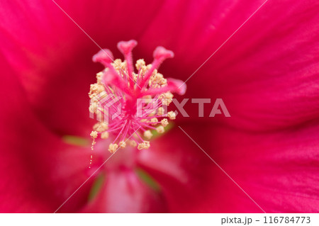 赤いタイタンビカス　クローズアップ 116784773