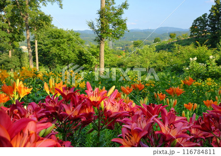 福島県石川郡平田村蓬田新田　蓬田岳麓のジュピアランドひらた　色とりどりの百合が咲くゆり園の景色 116784811