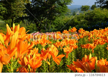 福島県石川郡平田村蓬田新田　蓬田岳麓のジュピアランドひらた　色とりどりの百合が咲くゆり園の景色 116784813