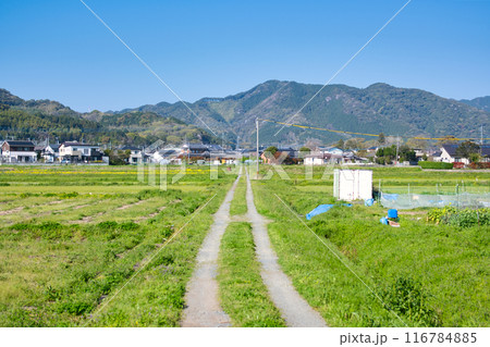 まっすぐ道が伸びる田んぼのある風景 116784885