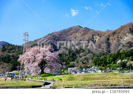 春の朝日に輝く満開の老木わに塚の桜 116785095