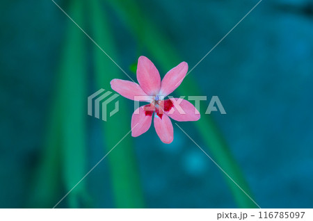 石垣に咲いていたヒメヒオウギの可憐な花 石垣に咲いていたヒメヒオウギの可憐な花 116785097