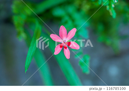 石垣に咲いていたヒメヒオウギの可憐な花 116785100