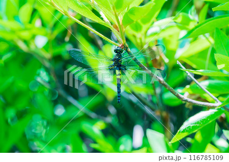 木の枝で一休みしているコシアキトンボ 116785109