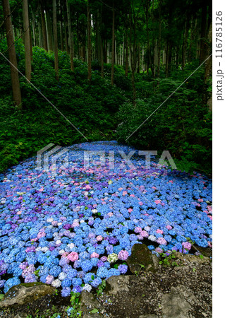 花で埋まる森の中の池 みちのくあじさい園 岩手県 花で埋まる森の中の池 みちのくあじさい園 岩手県 116785126