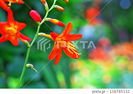 赤いヒメヒオウギズイセンの花(夏、七月) 赤いヒメヒオウギズイセンの花(夏、七月) 116785132