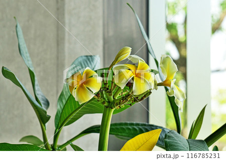黄色いプルメリアの花（夏、七月） 116785231