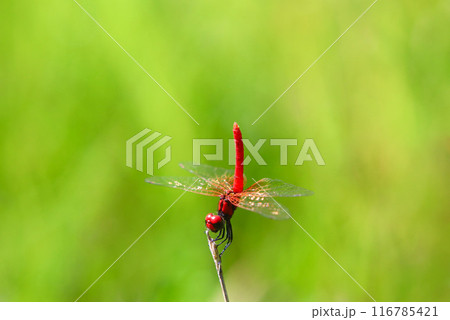 ハッチョウトンボのオス ハッチョウトンボのオス 116785421