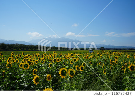 綺麗な青空と農村のひまわり畑の風景 116785427