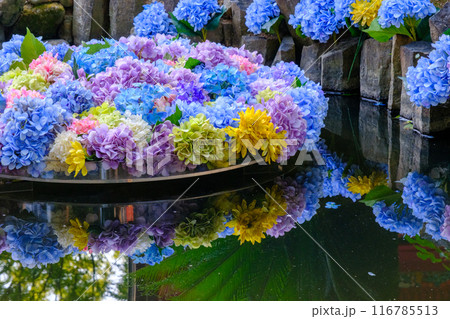 雨引観音の水中紫陽花 雨引観音の水中紫陽花 116785513