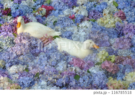 雨引観音のアヒルと水中花 雨引観音のアヒルと水中花 116785518