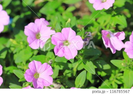 ピンク色のペチュニア 116785567