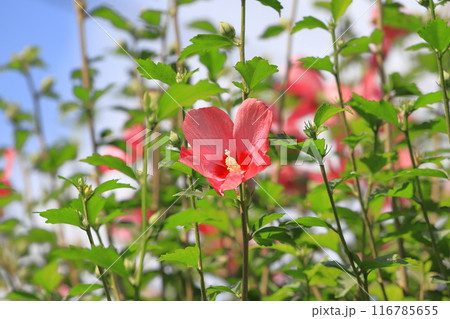 紅色で中心が赤い木槿(ムクゲ)の花 紅色で中心が赤い木槿(ムクゲ)の花 116785655