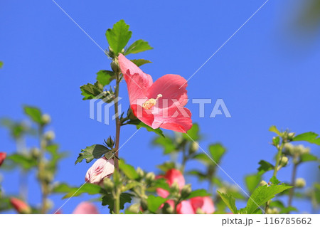 紅色で中心が赤い木槿(ムクゲ)の花 紅色で中心が赤い木槿(ムクゲ)の花 116785662