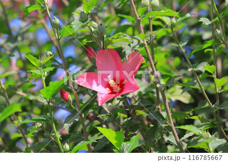 紅色で中心が赤い木槿(ムクゲ)の花 紅色で中心が赤い木槿(ムクゲ)の花 116785667