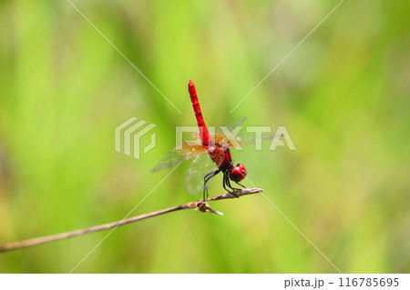 ハッチョウトンボのオス 116785695