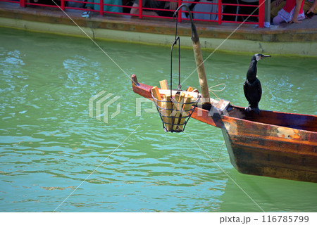 《愛知県》犬山市 木曽川鵜飼 《愛知県》犬山市 木曽川鵜飼 116785799