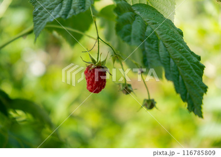 Close up of branch ripe red raspberries in garden on blurred green background. Locally grown organic fresh berries. Home gardening 116785809