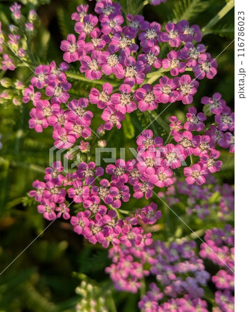 初夏の庭に咲くピンク色のノコギリソウの花 116786023