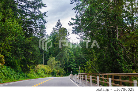 Cultus lake park road lined with pine trees in Chilliwack, Fraser Valley, BC, Canada Cultus lake park road lined with pine trees in Chilliwack, Fraser Valley, BC, Canada 116786029