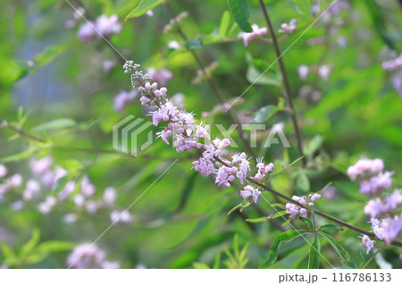 西洋人参木(セイヨウニンジンボク)の花 西洋人参木(セイヨウニンジンボク)の花 116786133