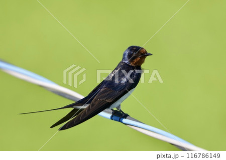 ツバメ / swallow Japan 116786149