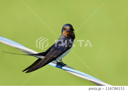 ツバメ / swallow Japan 116786151