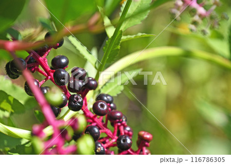 ヨウシュヤマゴボウ（洋種山牛蒡） 116786305