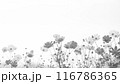 コスモスの花が揺れる背景　白黒 116786365
