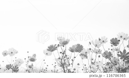 コスモスの花が揺れる背景 白黒 コスモスの花が揺れる背景 白黒 116786365