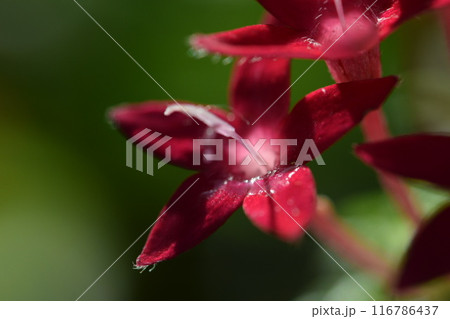赤い花 赤い花 116786437